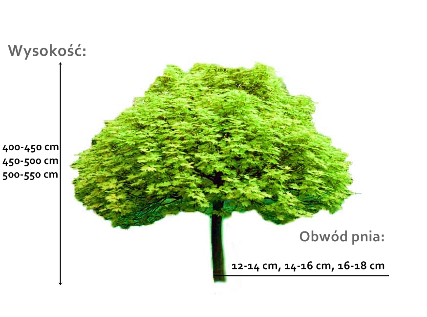 klon jawor - duże drzewo o różnych obwodach pnia